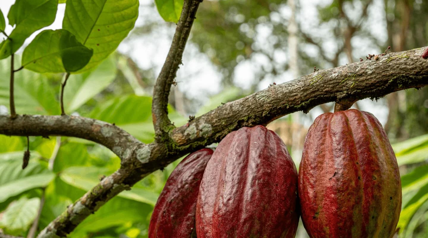 Cacao